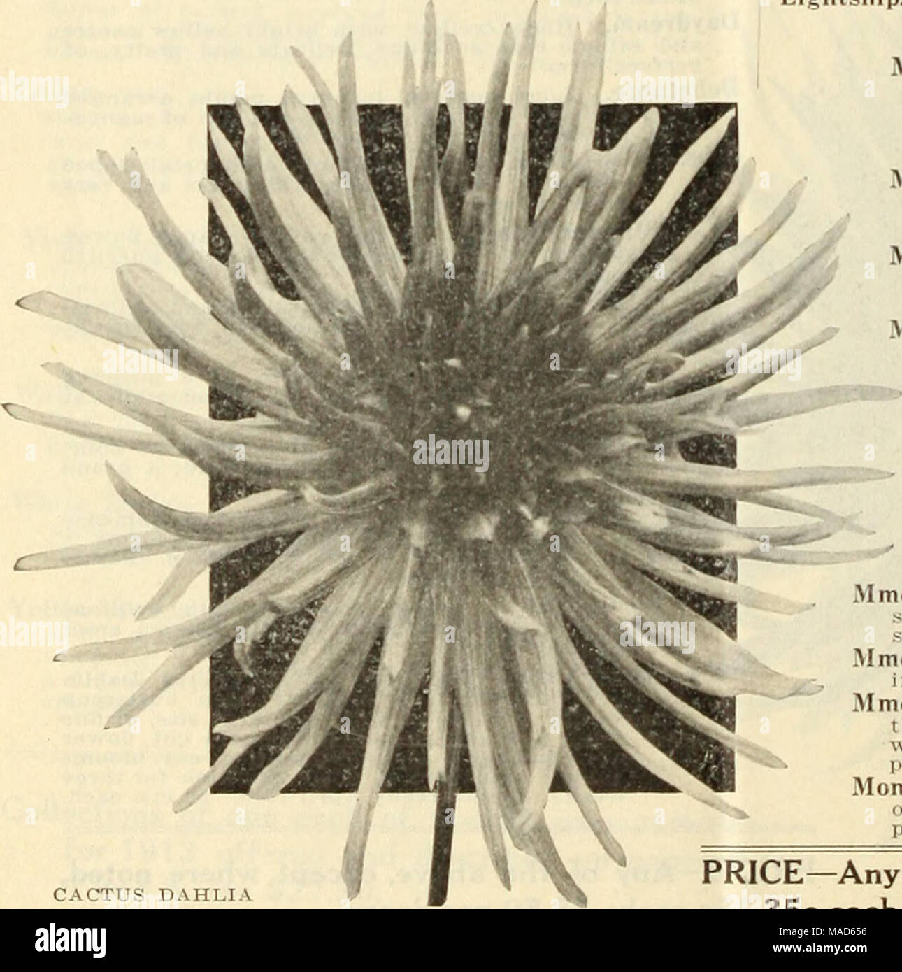 . Dreer spezielle Großhandel Katalog von Dahlien 1913. CACTUS DAHLIEN H. TRAGEN Karl Kotte. Einer der schönsten der Herbst Tönungen, eine reiche rötlich-Lachs; der perfekte Form. Lady Hutton. Eine zierliche Blume, mit langen, schmalen Blütenblätter einer soft Gelb - Gelb, leicht überzogen mit bei den äußeren Blütenblättern; eine angenehm weiche Farbe FEUERSCHIFF. Eine herrliche Gelb mit langen, schmalen pet-als, den äußeren Reihen mit Lachs durchdrungen - rea; tine Blüten auf langen Stielen. Magnet. In farblich deutlich, eine kupferne Alt - mit Mauve suffusion auf die Tips; eine feine Blume, die aus breiten Petalen, röhrenförmige auf die Tipps ein Stockfoto