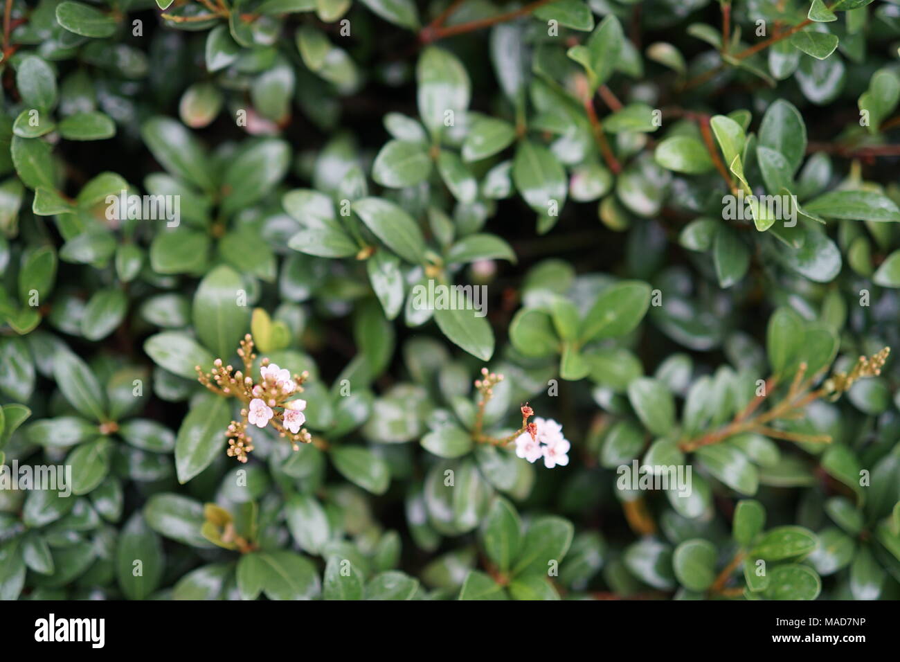 Grüne Blätter mit kleinen Blumen Stockfoto