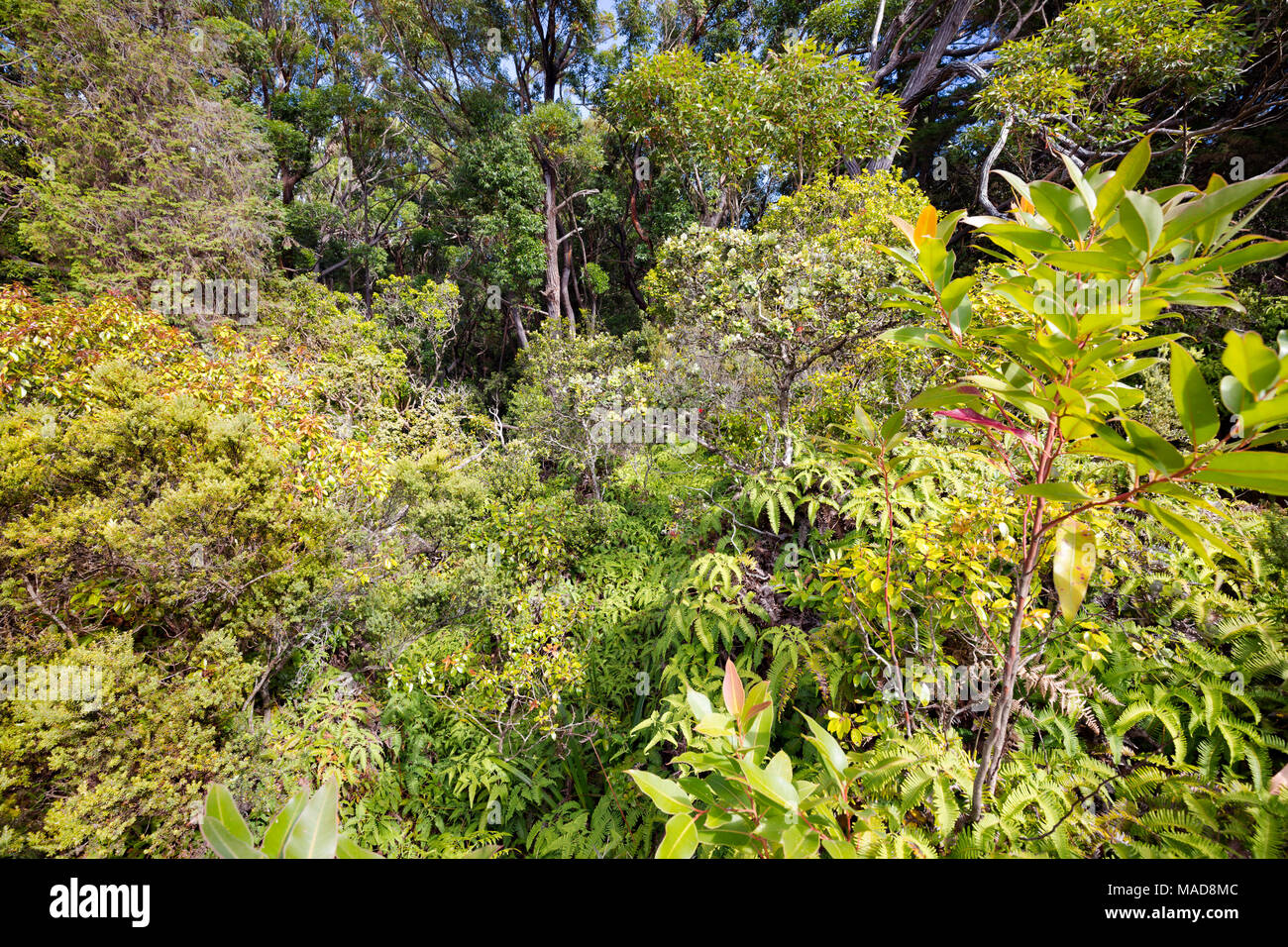 Regenwald Laub in der Kamakou Nature Conservancy Preserve, Molokai, Hawaii, USA. Stockfoto