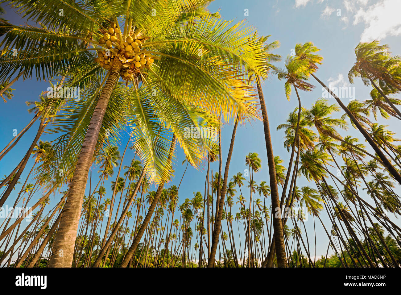 Kapuaiwa Coconut Beach Park, ist eine alte hawaiianische Coconut Grove in den 1860er Jahren während der Regierungszeit von König Kamehameha V. mit Hunderten von Kokospalmen bepflanzt Stockfoto