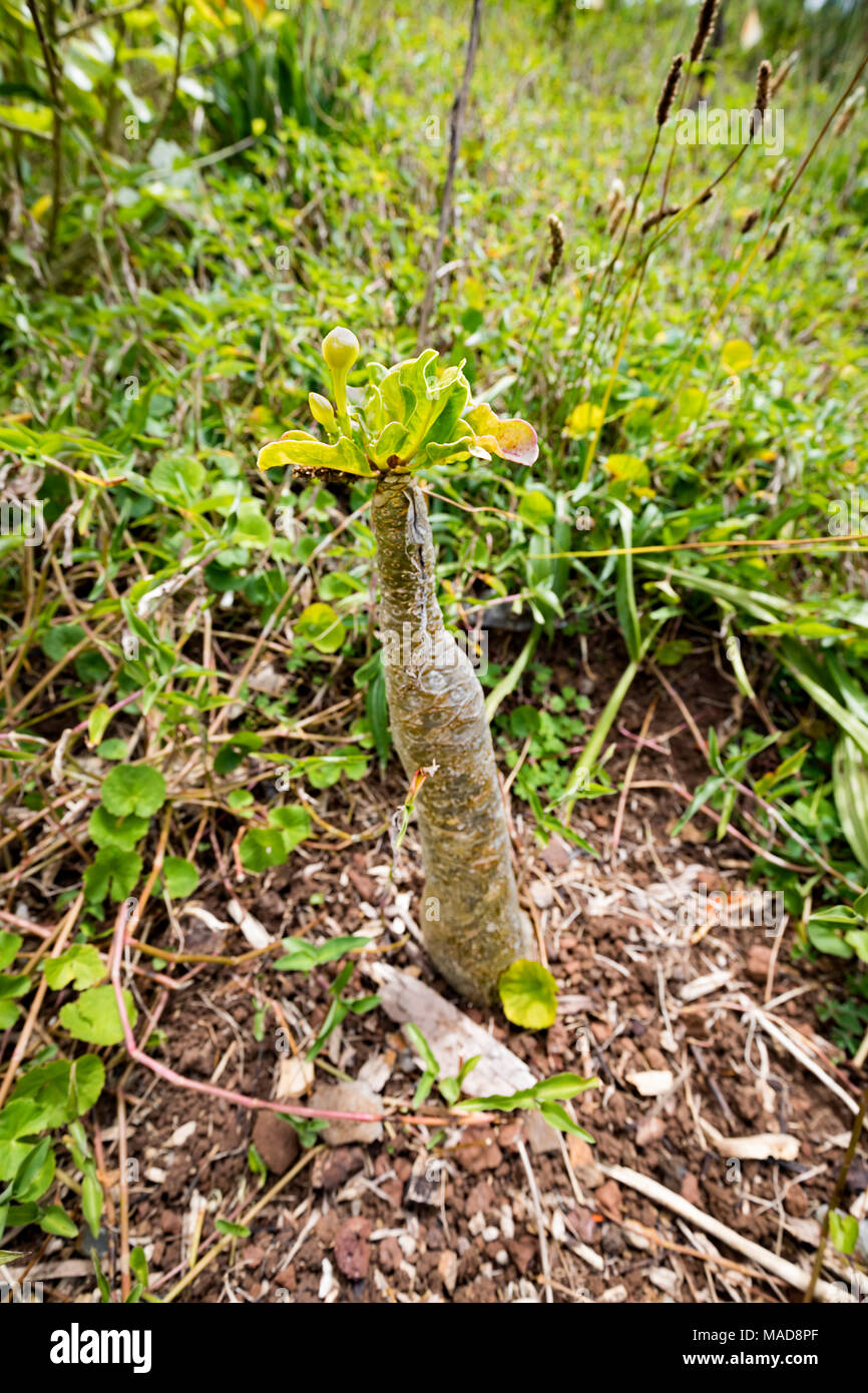 Alula, Brighamia insignis, ist ein vom Aussterben bedroht Hawaiian flower Arten, die vom Aussterben bedroht ist. Diese Person war auf t fotografiert. Stockfoto