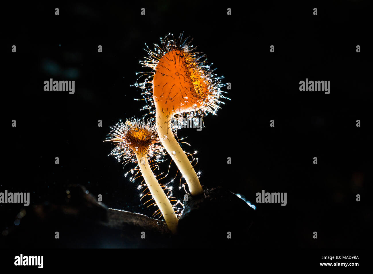 Orange Pilz, Champagner Pilz oder Wimpern cup Pilz mit funkelnden Tropfen in den Wald. Ökosystem oder die biologische Vielfalt Konzept. Stockfoto