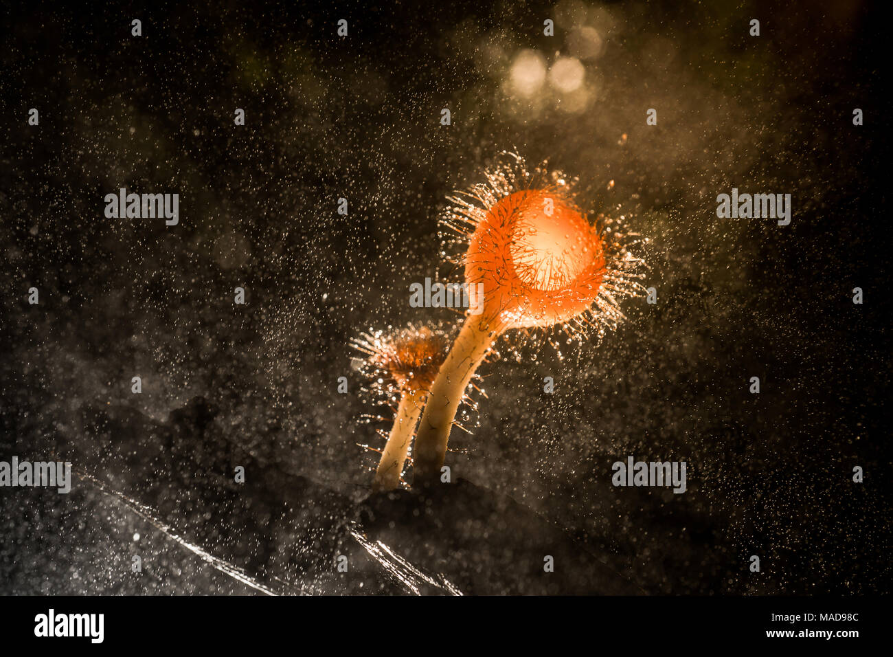 Orange Pilz, Champagner Pilz oder Wimpern cup Pilz mit funkelnden Tropfen in den Wald. Ökosystem oder die biologische Vielfalt Konzept. Stockfoto