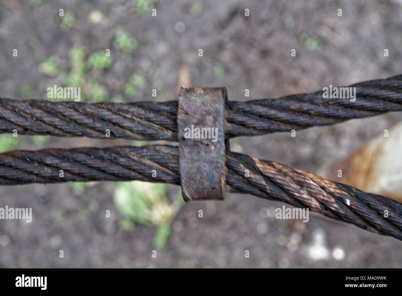 Dicker Stahl Seil hautnah. Brücke zaun Element. Detaillierte Ansicht. Die Oberfläche der Stahlkabel wird mit Rost und Moos bedeckt. Herbst Tag. Stockfoto