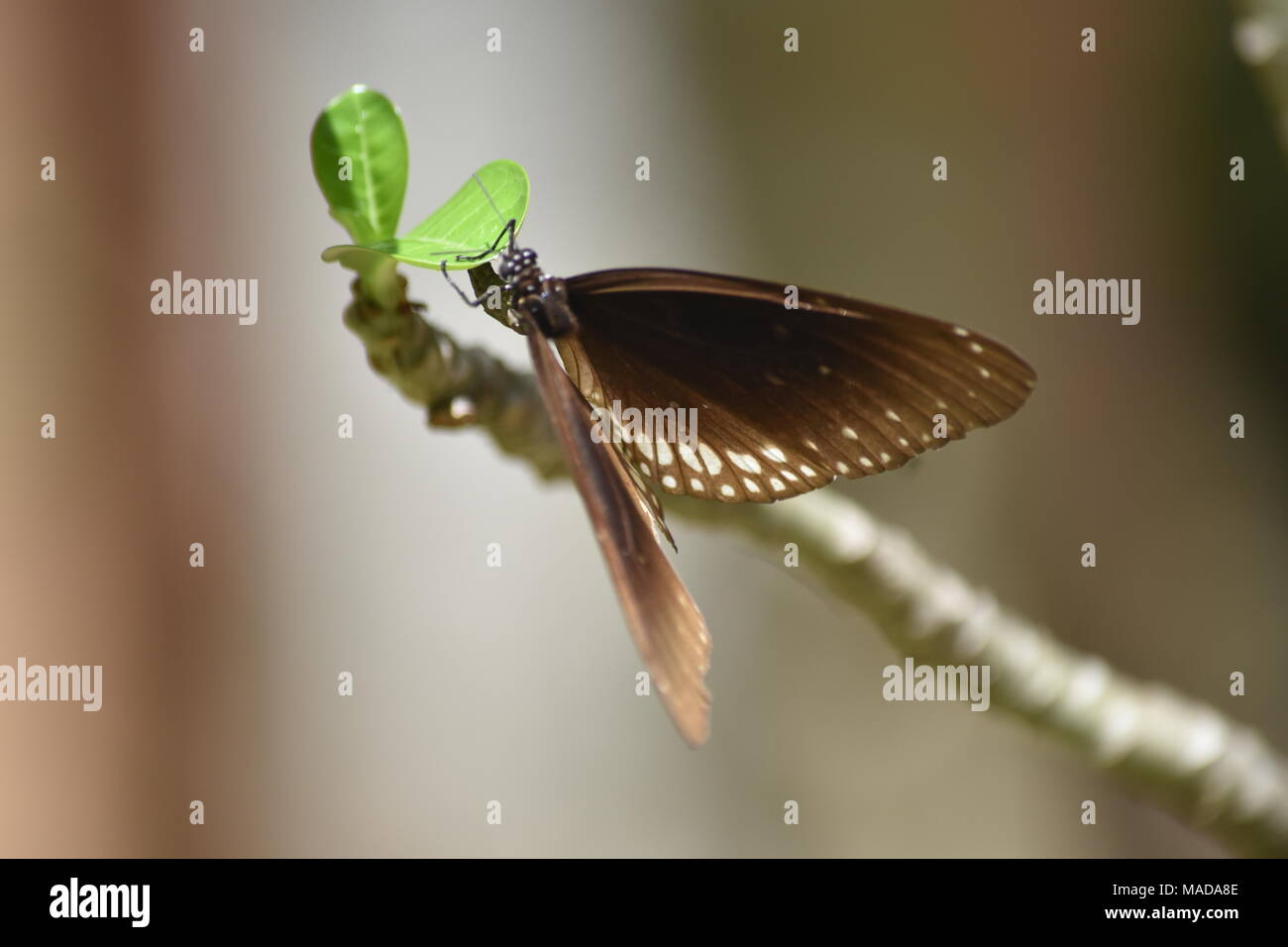 Eine Sri Lankan Schmetterling die meiste Zeit in der trockenen Zone. Stockfoto