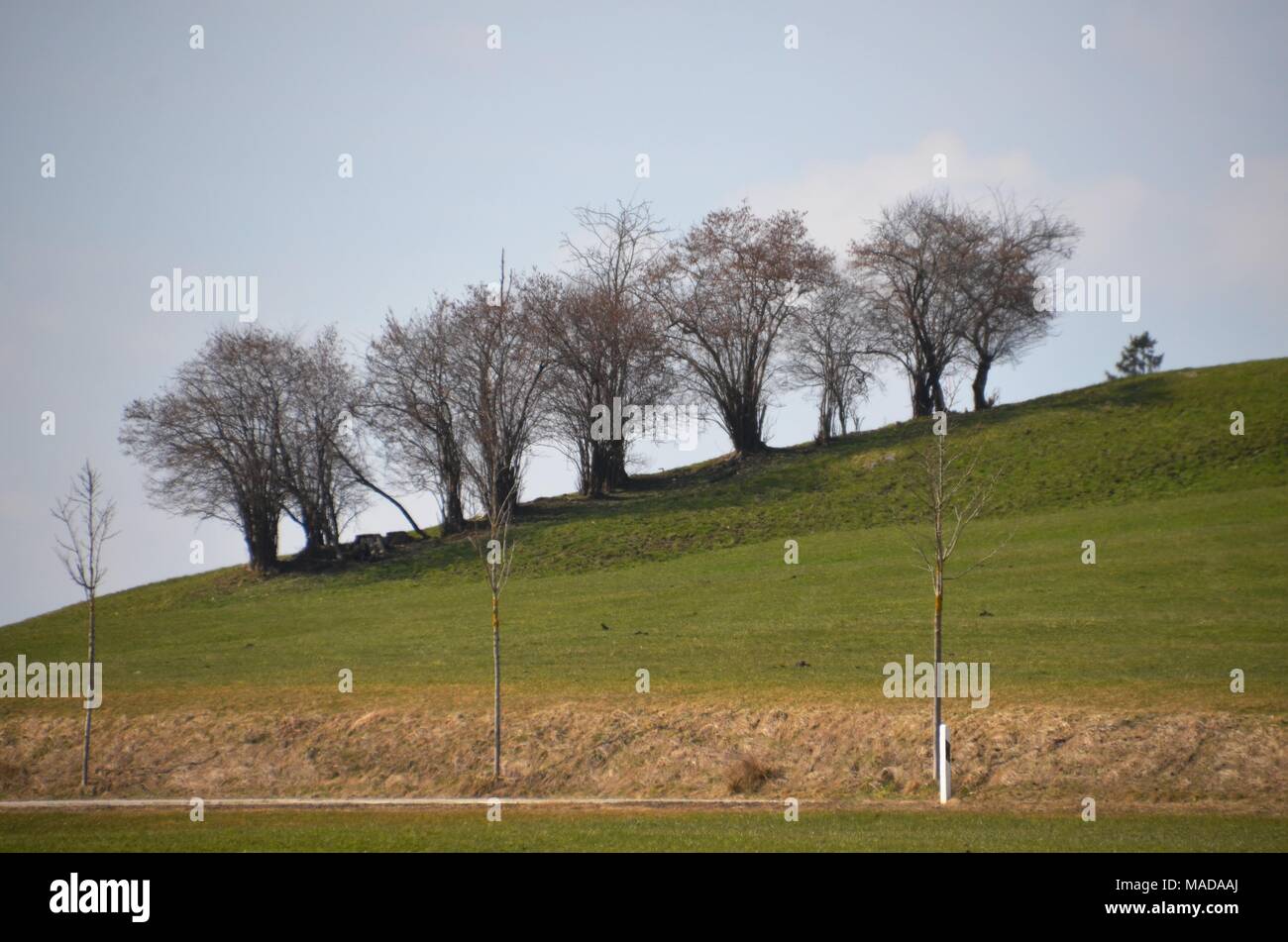 Bäume in einer Reihe auf einem winter Nachmittag in der Nähe Hopfensee, Deutschland Stockfoto