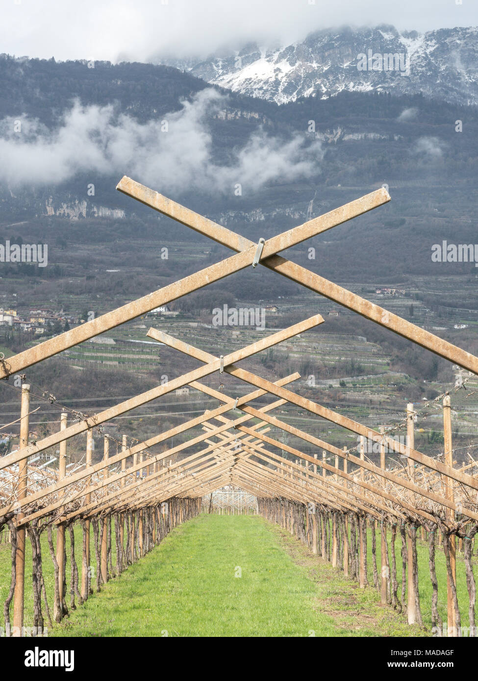 Weinberg im Trentino Stockfoto