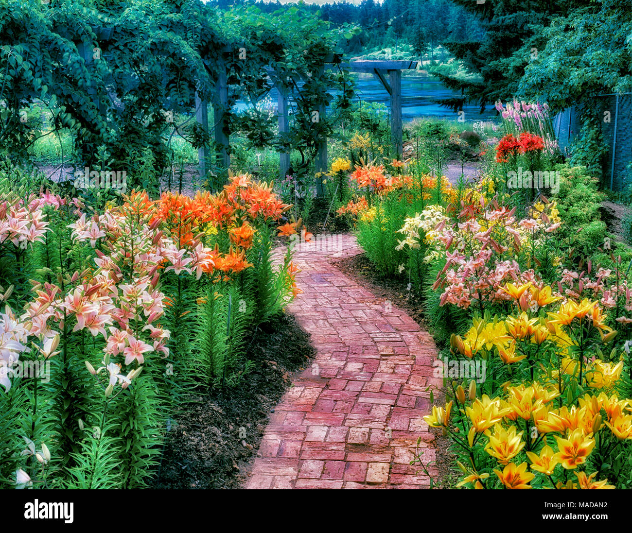 Mehrfarbige Lilien und Ziegelsteinweg. Gartenbau Center of the Pacific. British Columbia, Kanada. Stockfoto