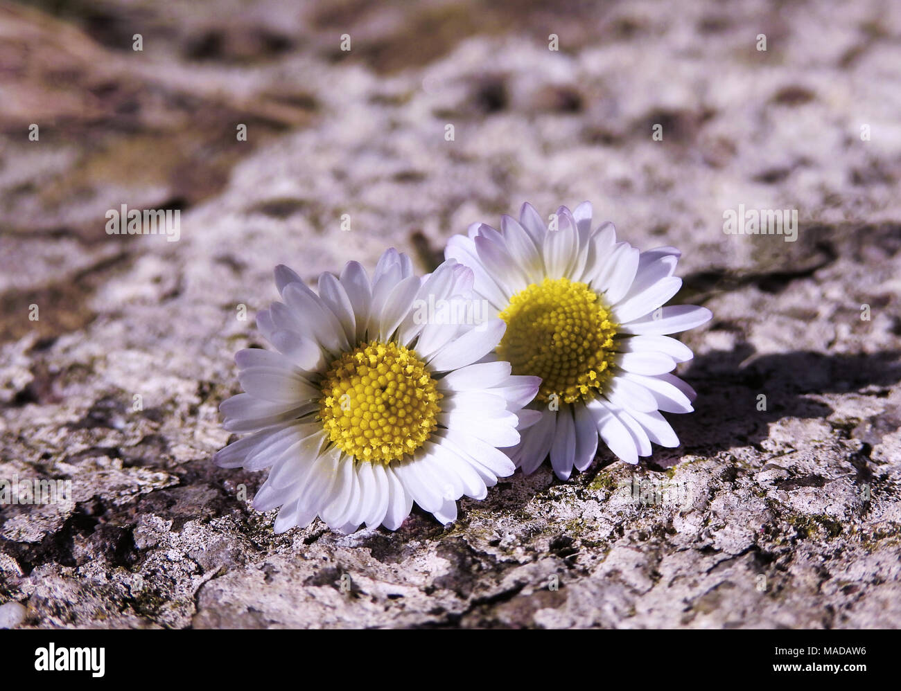 Zwei Daisy Blumen/Bellis perennis Stockfoto
