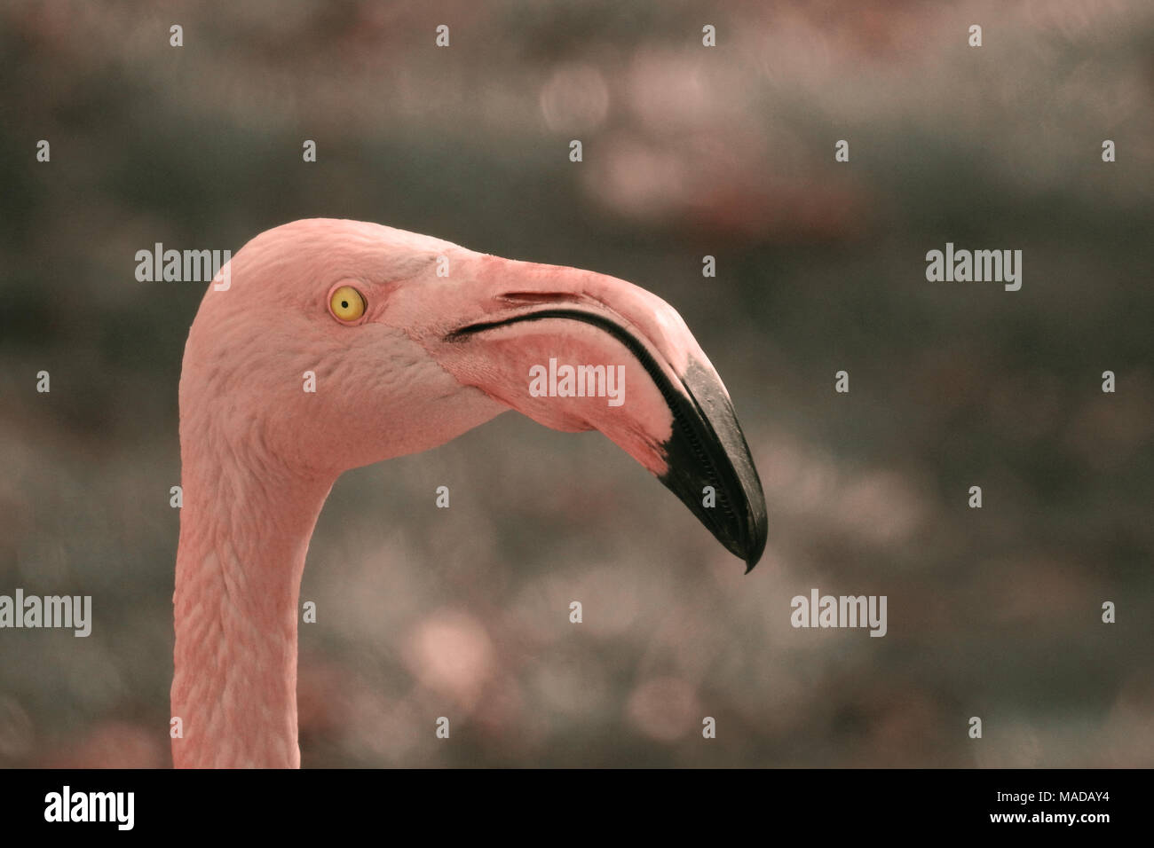 Rosaflamingo Stockfoto