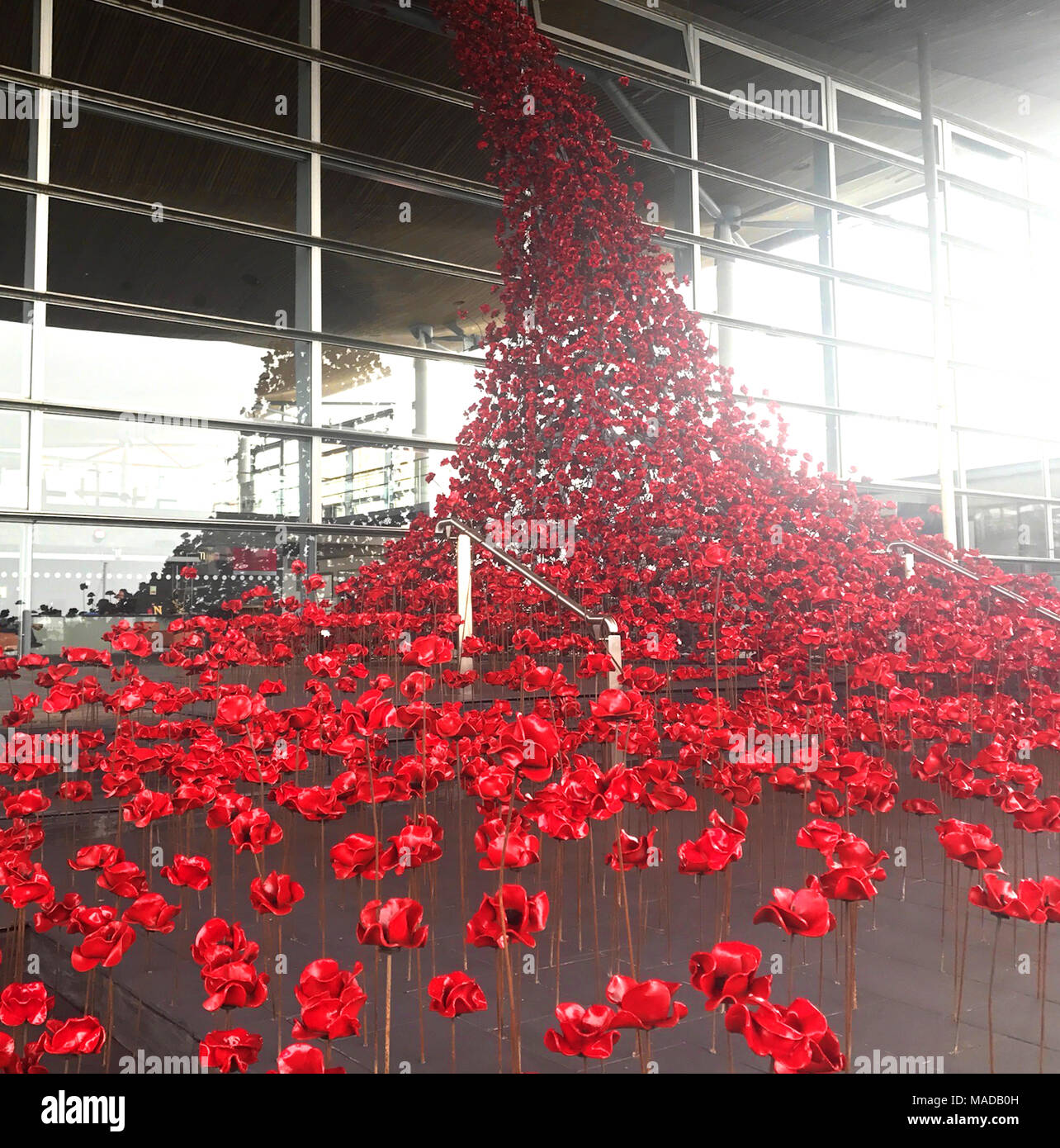 Weinend Mohnblumen Fenster Cardiff, Großbritannien Stockfoto