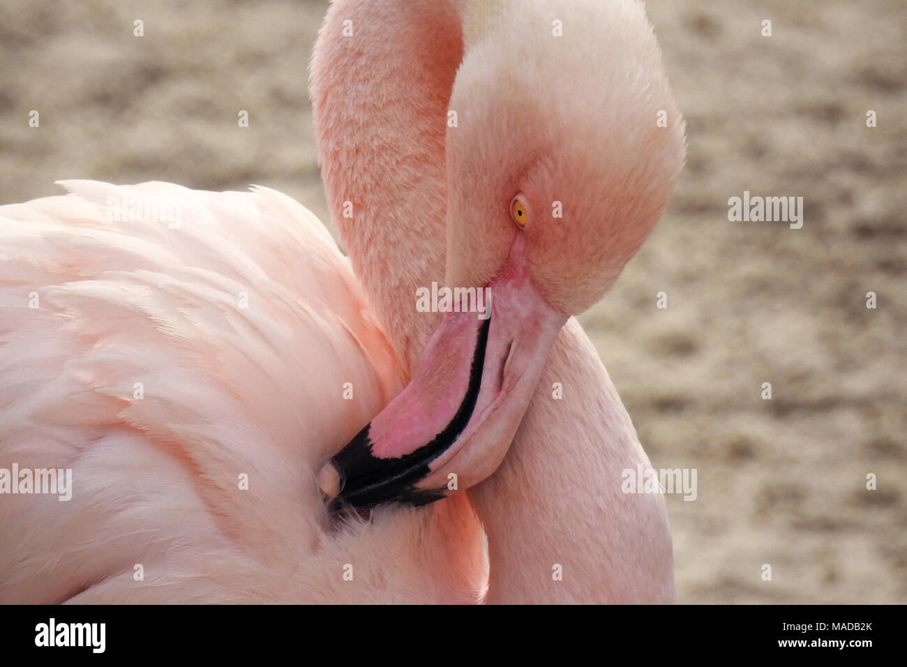 Rosaflamingo Stockfoto