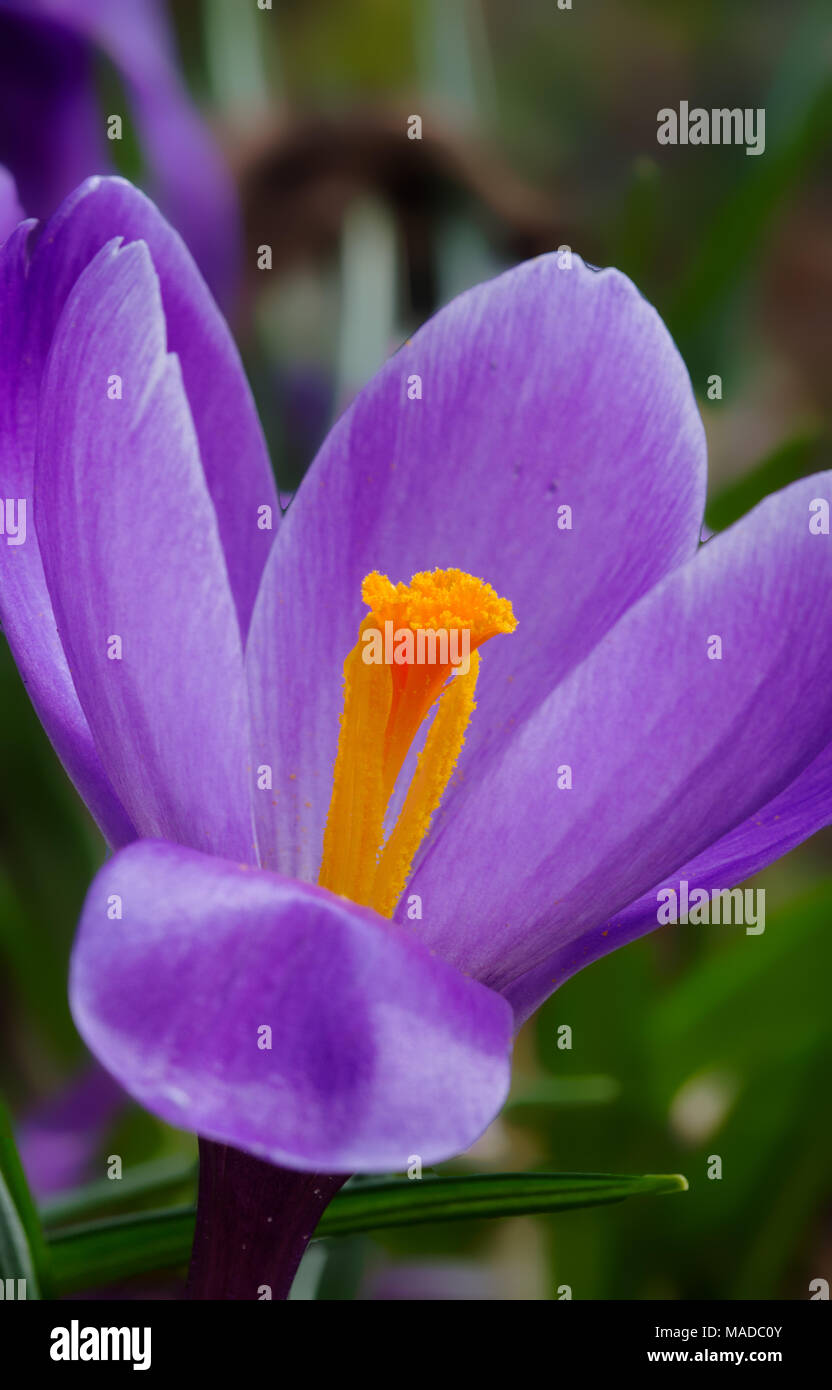 In der Nähe der gelb-orange Stigmatisierung und Staubgefäß einer Crocus Stockfoto