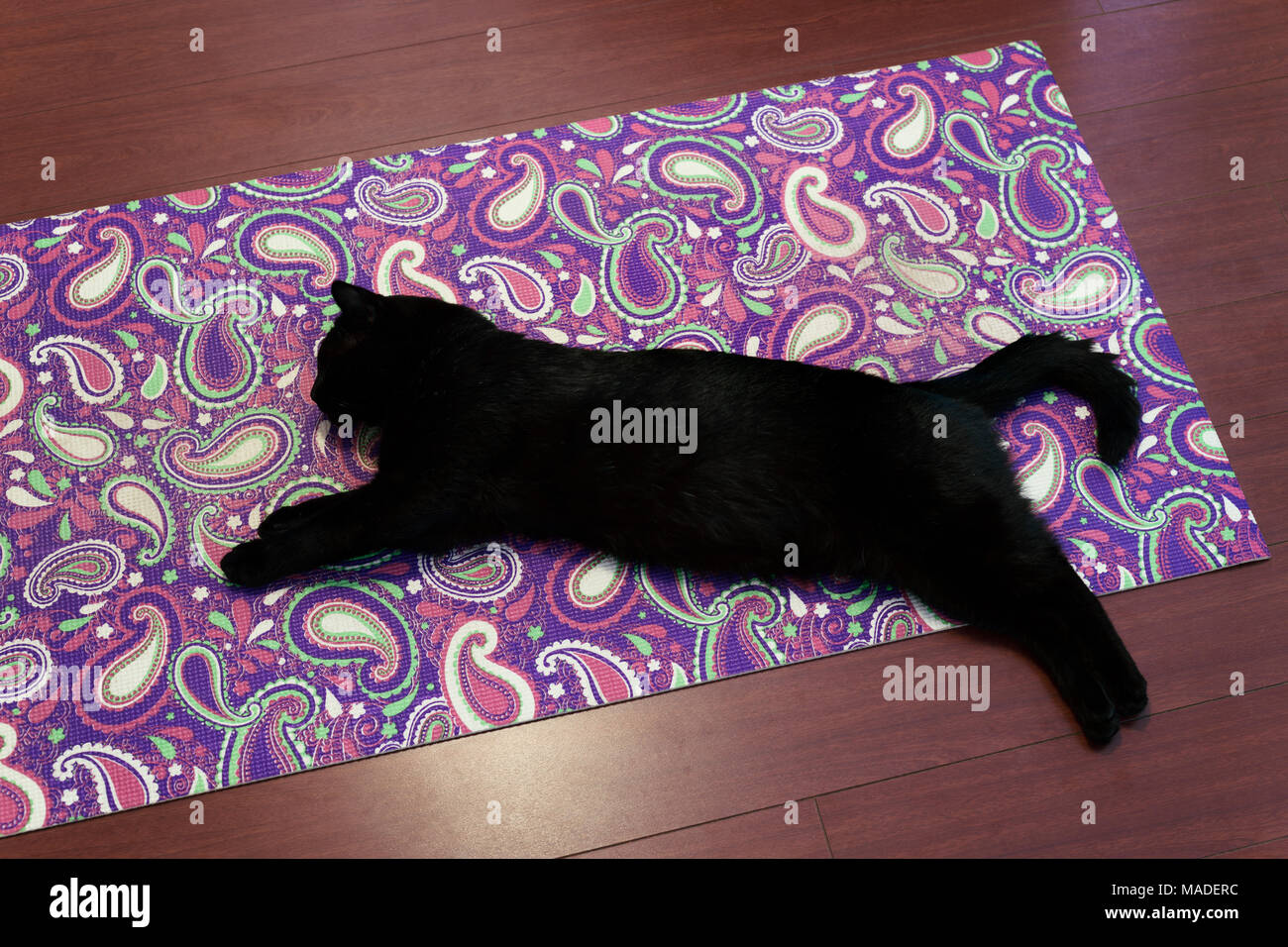 Süße schwarze Katze schlafen Hinlegen auf eine Yogamatte gestreckt Stockfoto