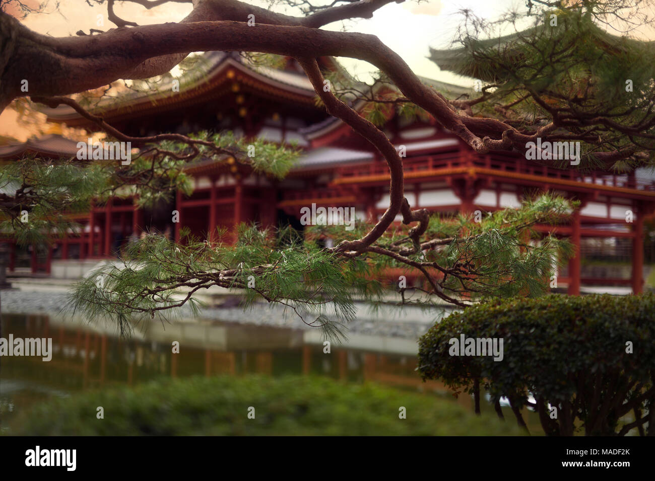 Lizenz erhältlich bei MaximImages.com Jodo-shiki Garten mit Teich vor Phoenix Hall, Hoodo, von Byodo-in mit Kiefernzweigen Japan Kyoto Stockfoto