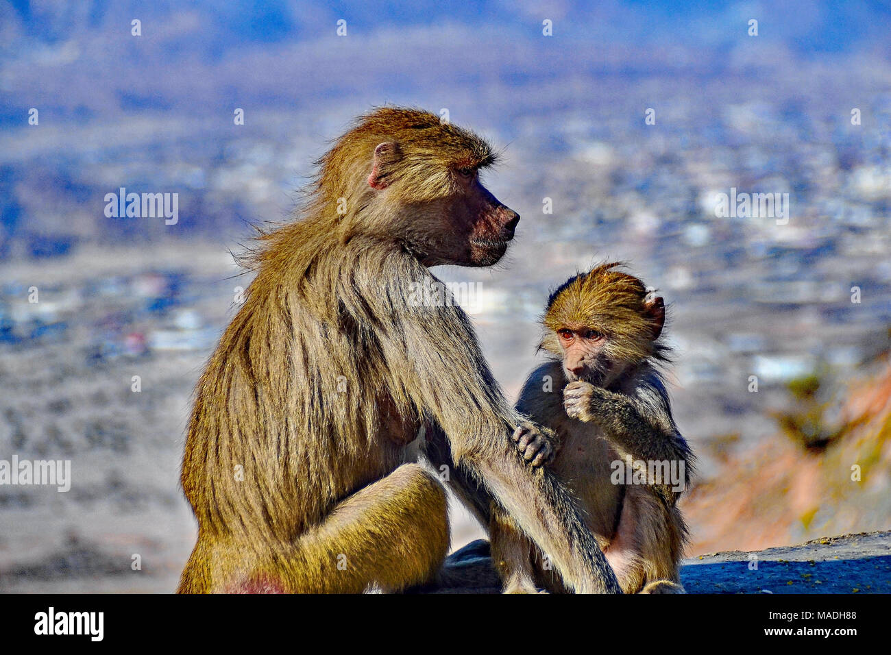 Affen auf der Bergseite der Straße bis zum Al Hada, Saudi-Arabien. Stockfoto