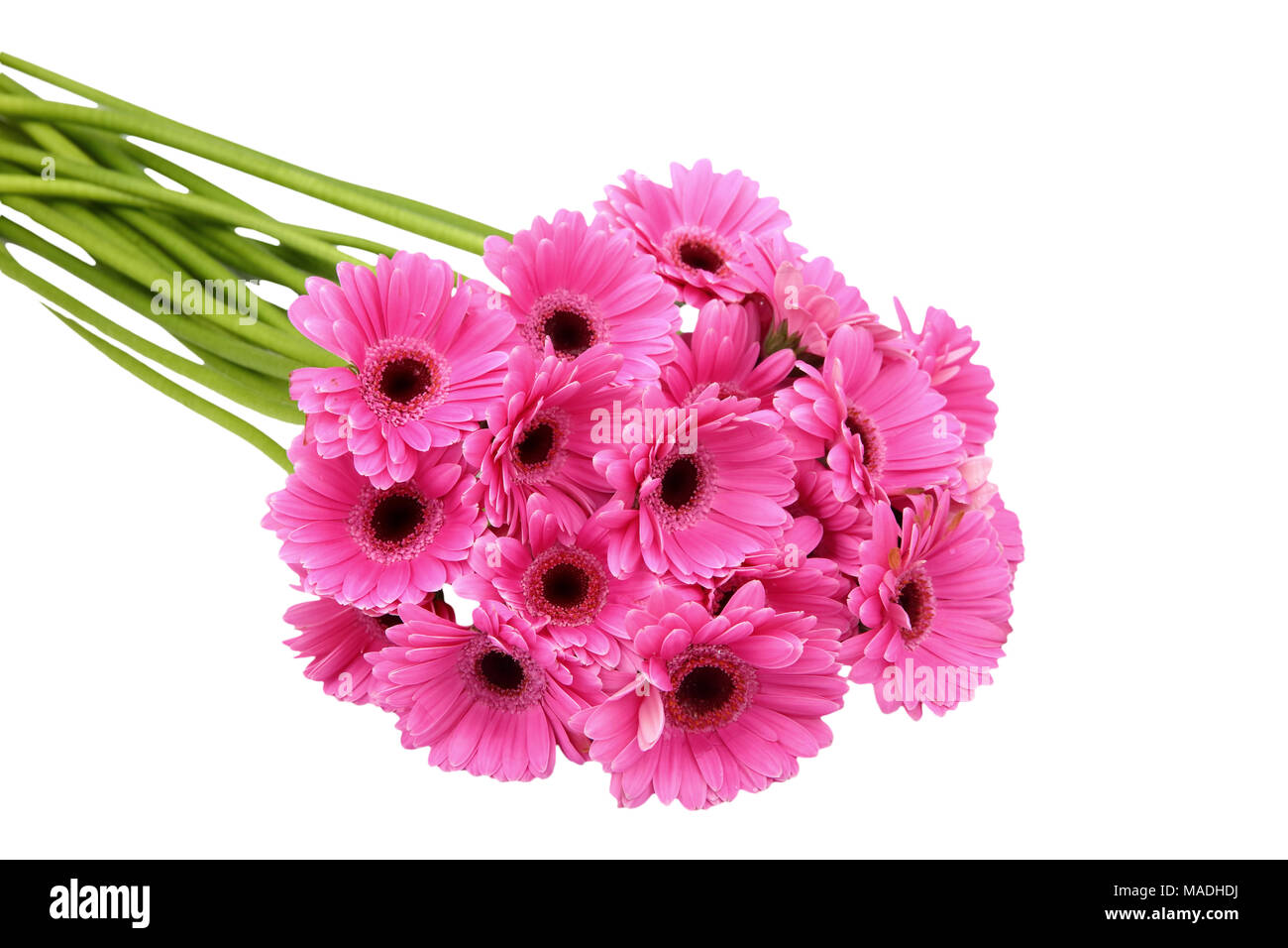 Gerbera ist eine Blume von vielen Korallen geprägt und häufig durch Floristen in Blumensträuße als Schnittblume verwendet, weil es unterscheidungskräftig ist und groß. Stockfoto