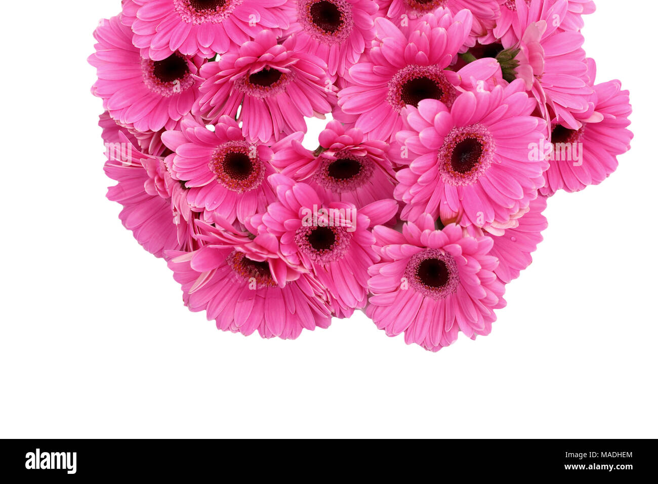 Gerbera ist eine Blume von vielen Korallen geprägt und häufig durch Floristen in Blumensträuße als Schnittblume verwendet, weil es unterscheidungskräftig ist und groß. Stockfoto