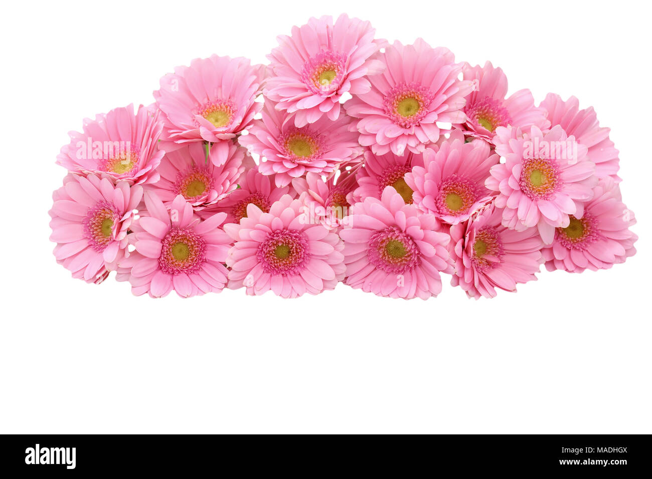 Gerbera ist eine Blume von vielen Korallen geprägt und häufig durch Floristen in Blumensträuße als Schnittblume verwendet, weil es unterscheidungskräftig ist und groß. Stockfoto