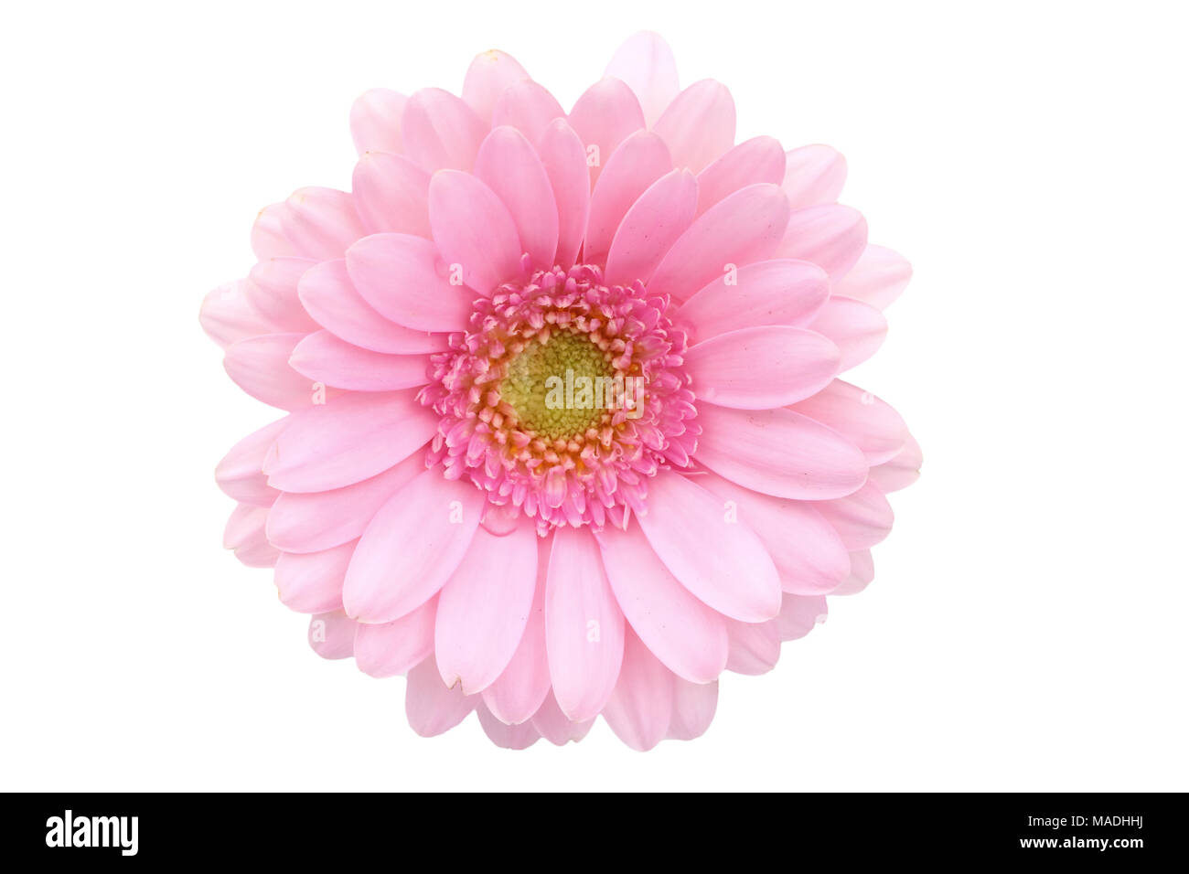 Gerbera ist eine Blume von vielen Korallen geprägt und häufig durch Floristen in Blumensträuße als Schnittblume verwendet, weil es unterscheidungskräftig ist und groß. Stockfoto