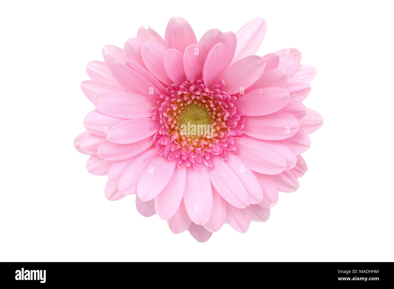 Gerbera ist eine Blume von vielen Korallen geprägt und häufig durch Floristen in Blumensträuße als Schnittblume verwendet, weil es unterscheidungskräftig ist und groß. Stockfoto