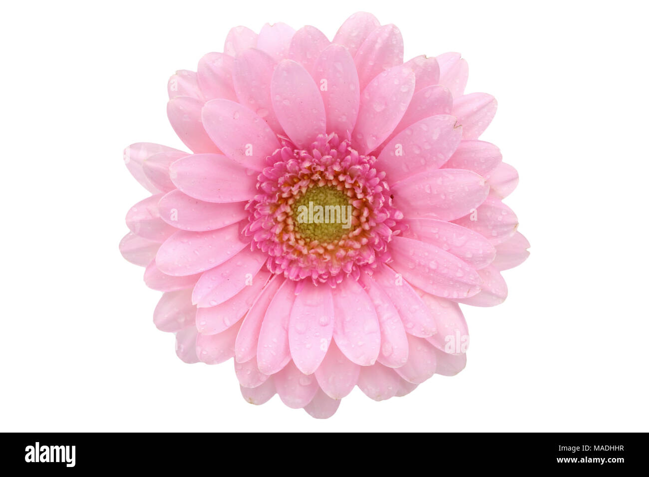 Gerbera ist eine Blume von vielen Korallen geprägt und häufig durch Floristen in Blumensträuße als Schnittblume verwendet, weil es unterscheidungskräftig ist und groß. Stockfoto