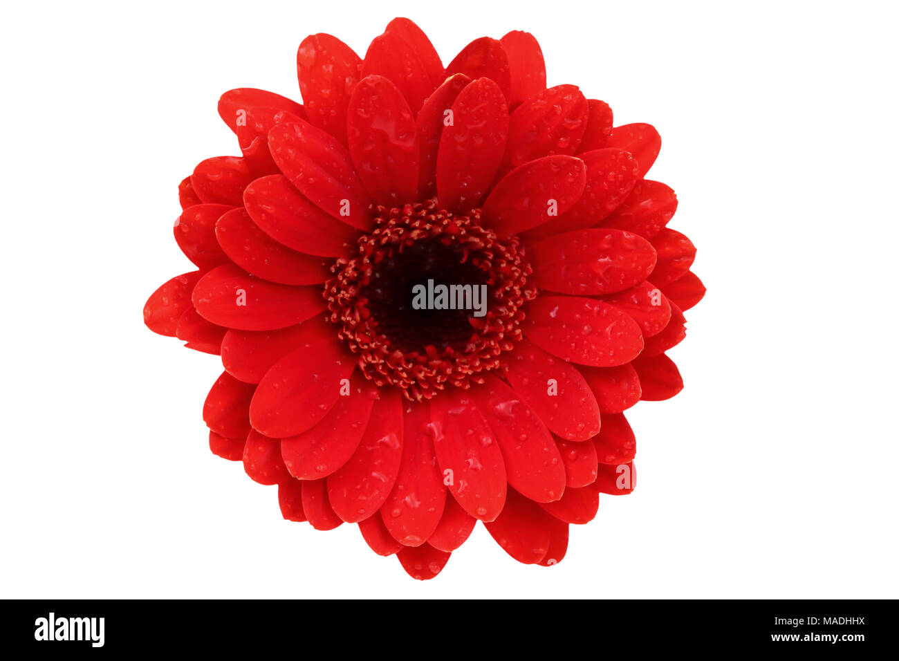 Gerbera ist eine Blume von vielen Korallen geprägt und häufig durch Floristen in Blumensträuße als Schnittblume verwendet, weil es unterscheidungskräftig ist und groß. Stockfoto