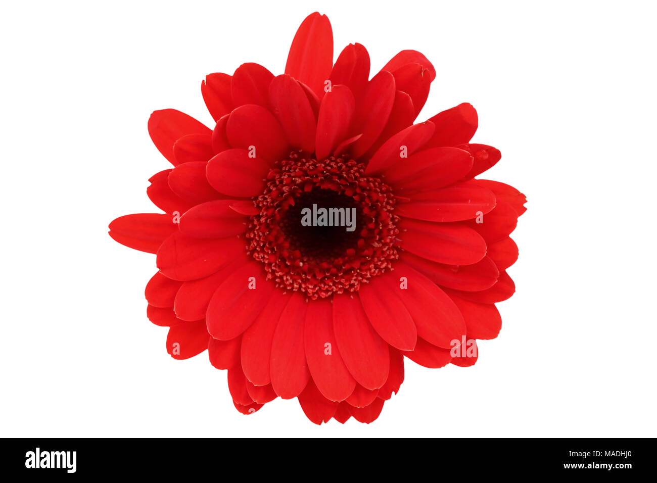 Gerbera ist eine Blume von vielen Korallen geprägt und häufig durch Floristen in Blumensträuße als Schnittblume verwendet, weil es unterscheidungskräftig ist und groß. Stockfoto