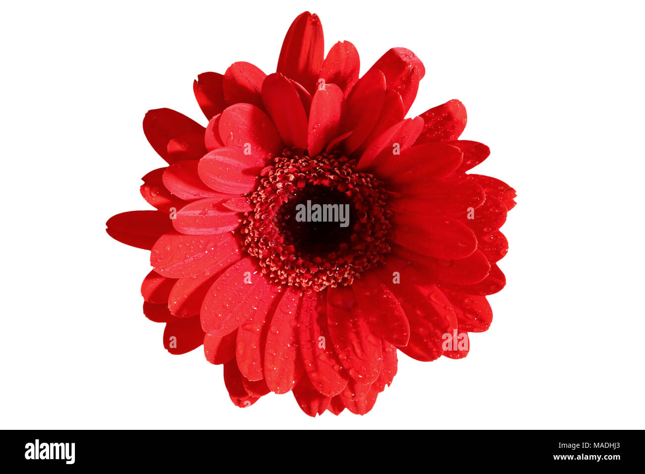Gerbera ist eine Blume von vielen Korallen geprägt und häufig durch Floristen in Blumensträuße als Schnittblume verwendet, weil es unterscheidungskräftig ist und groß. Stockfoto