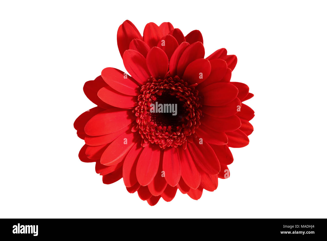 Gerbera ist eine Blume von vielen Korallen geprägt und häufig durch Floristen in Blumensträuße als Schnittblume verwendet, weil es unterscheidungskräftig ist und groß. Stockfoto