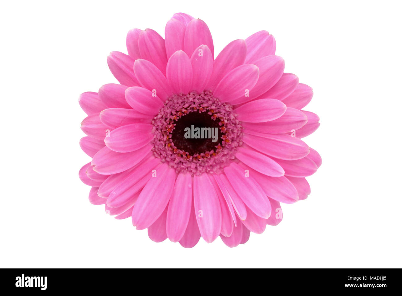 Gerbera ist eine Blume von vielen Korallen geprägt und häufig durch Floristen in Blumensträuße als Schnittblume verwendet, weil es unterscheidungskräftig ist und groß. Stockfoto