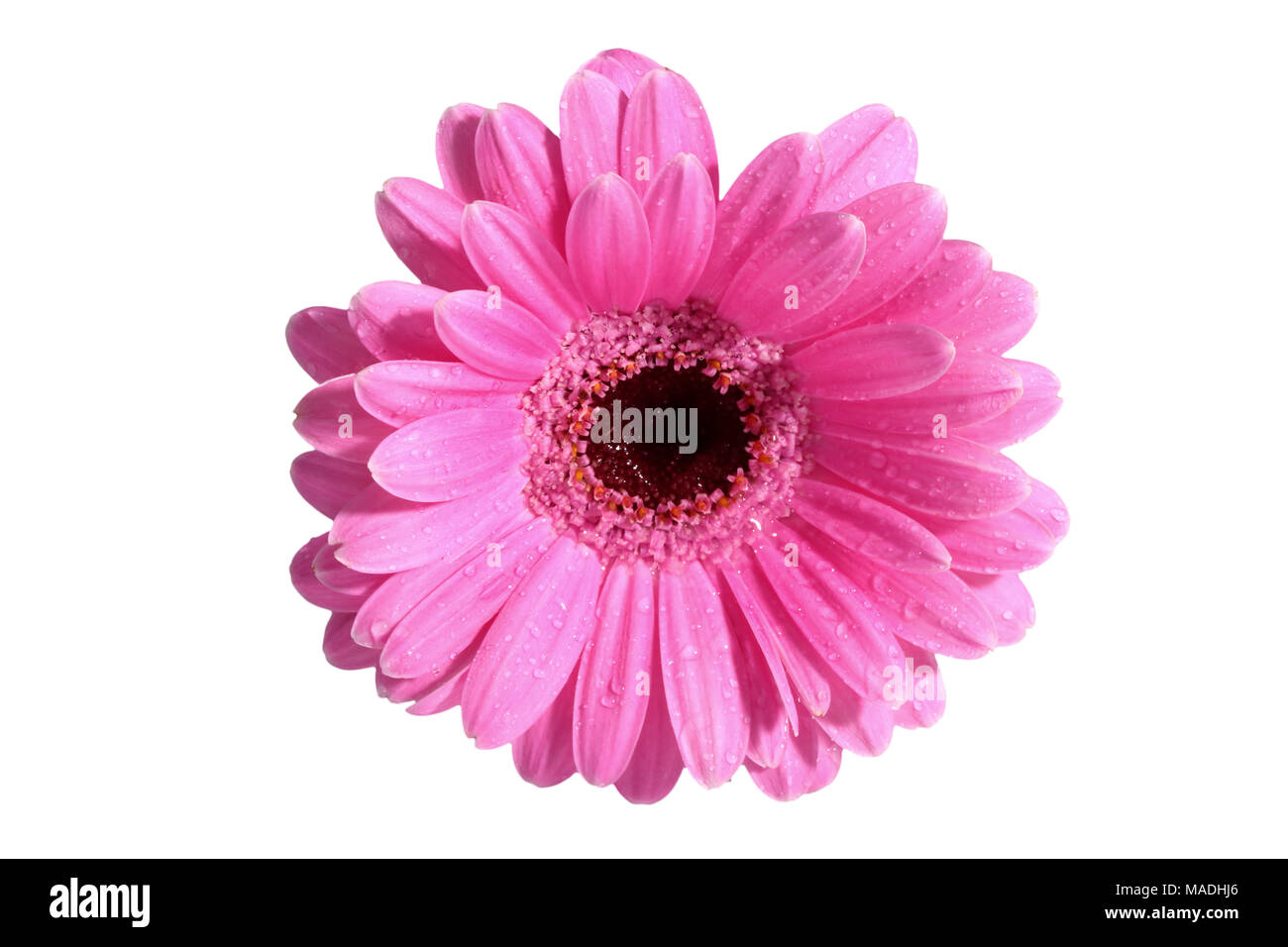 Gerbera ist eine Blume von vielen Korallen geprägt und häufig durch Floristen in Blumensträuße als Schnittblume verwendet, weil es unterscheidungskräftig ist und groß. Stockfoto