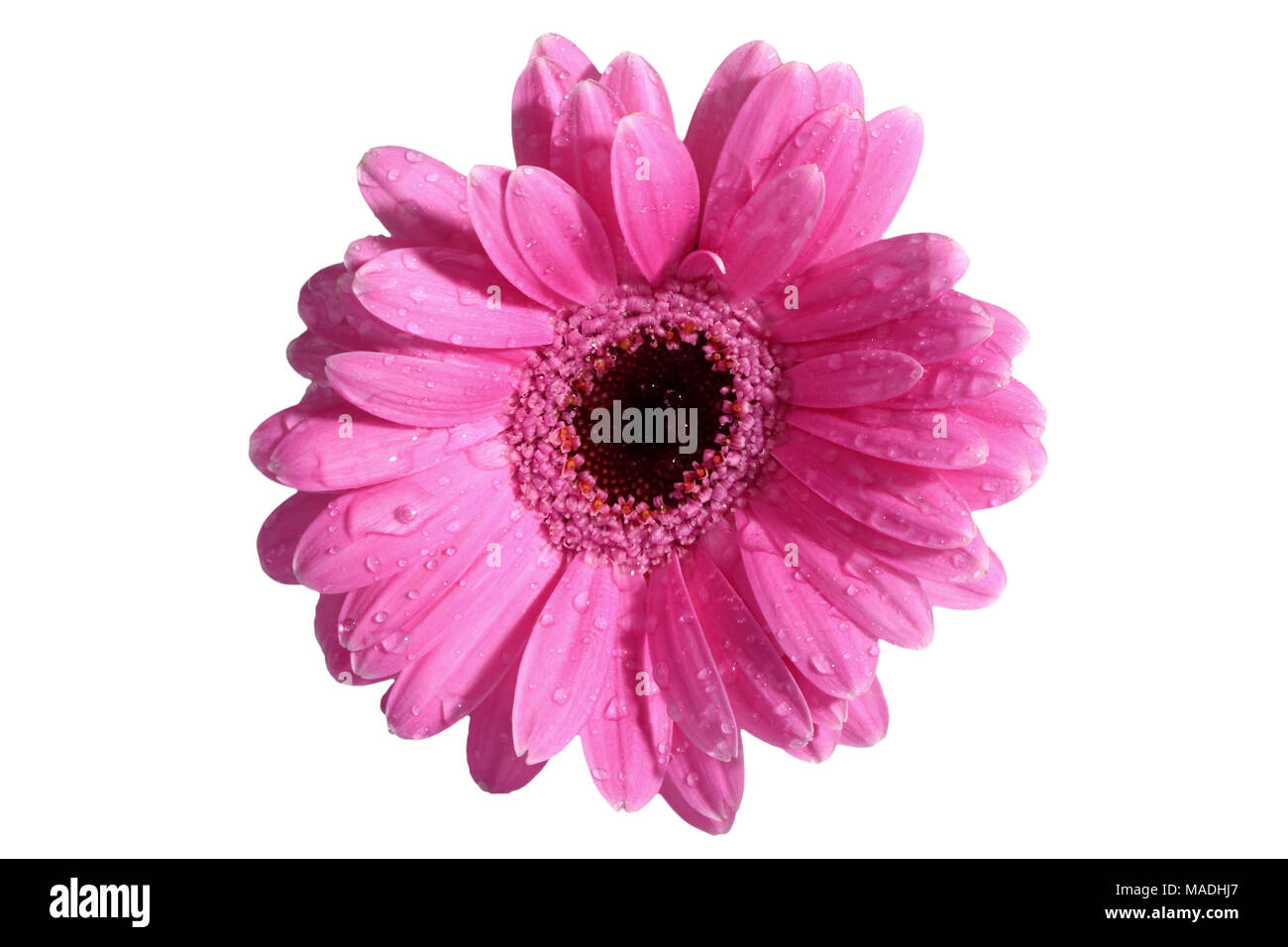 Gerbera ist eine Blume von vielen Korallen geprägt und häufig durch Floristen in Blumensträuße als Schnittblume verwendet, weil es unterscheidungskräftig ist und groß. Stockfoto