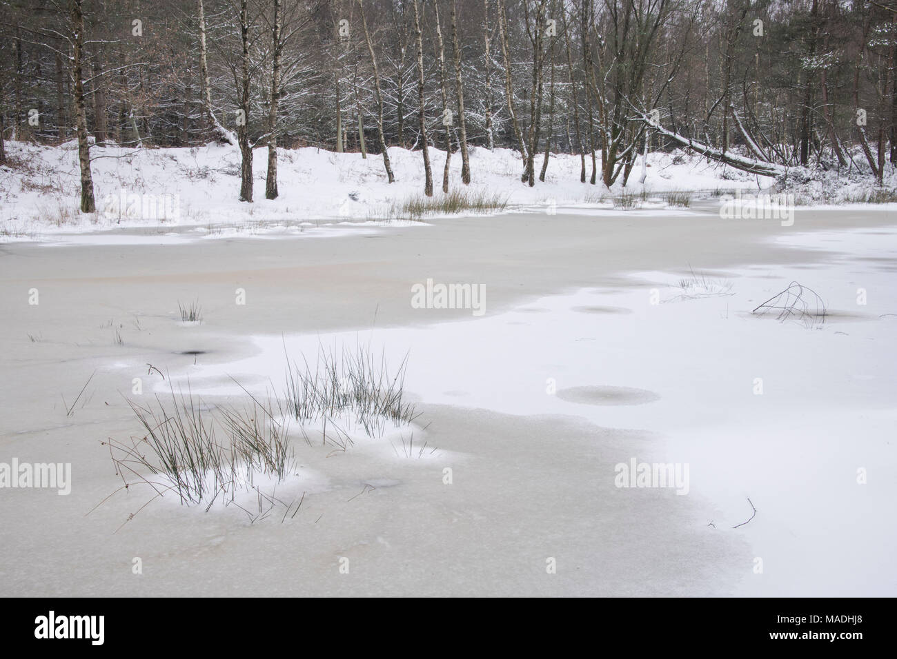 Eine verschneite Szene im neuen Wald am Mogshade Hill. Stockfoto