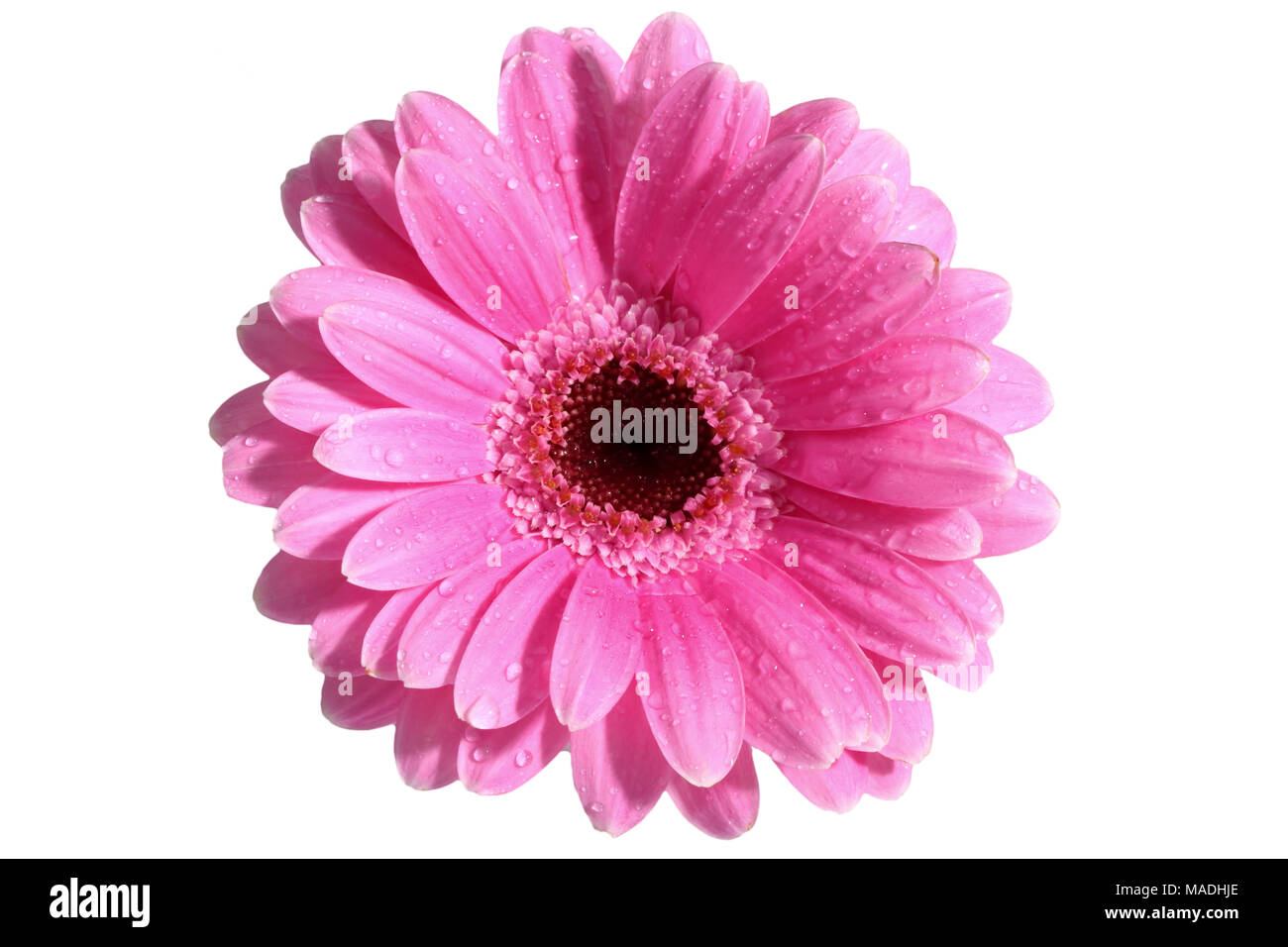 Gerbera ist eine Blume von vielen Korallen geprägt und häufig durch Floristen in Blumensträuße als Schnittblume verwendet, weil es unterscheidungskräftig ist und groß. Stockfoto