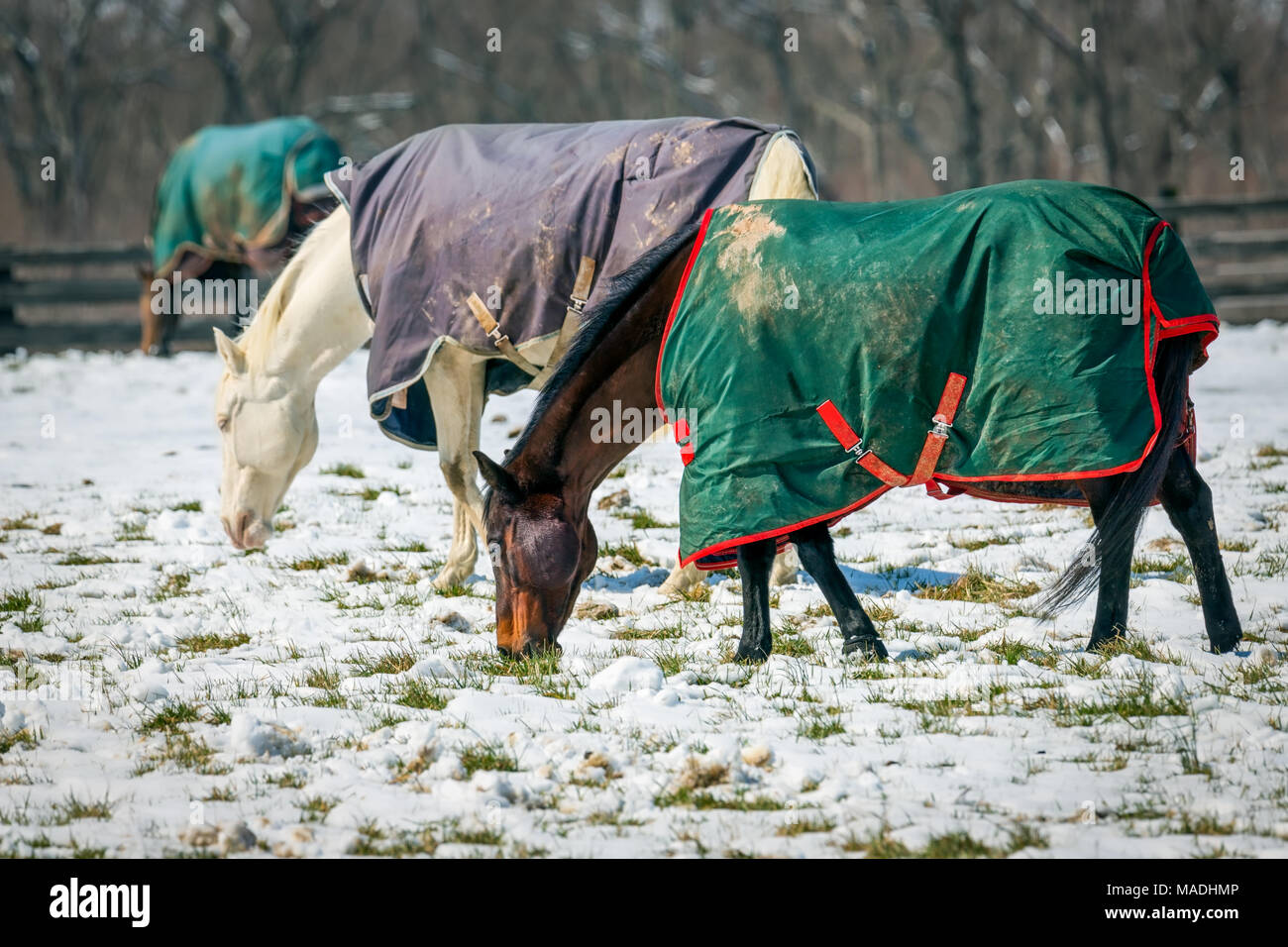 Pferde grasen in einer verschneiten Virginia Feld. Stockfoto