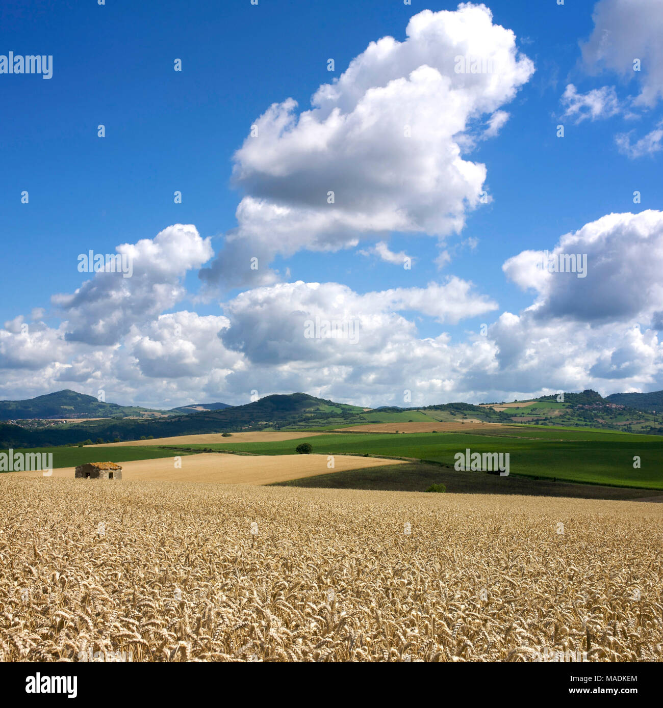 Ein Feld von Weizen, Limagne, Puy de Dome, Auvergne, Frankreich, Europa Stockfoto