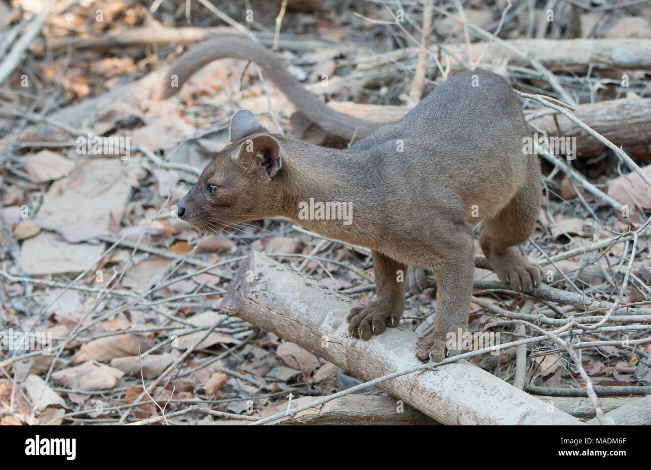 Eine Fossa (Cryptoprocta Ferox) nach einer Nacht der Jagd in Kirindy Wald in Madagaskar Stockfoto