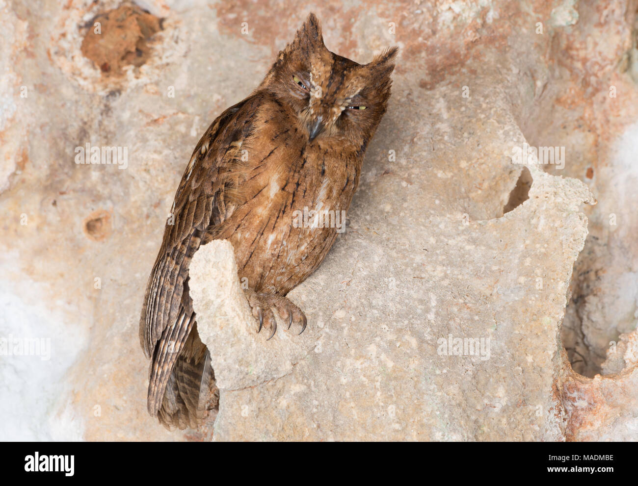 Ein Madagascar Scops Owl (Otus rutilus) ruht auf einer geschützten Wand Stockfoto