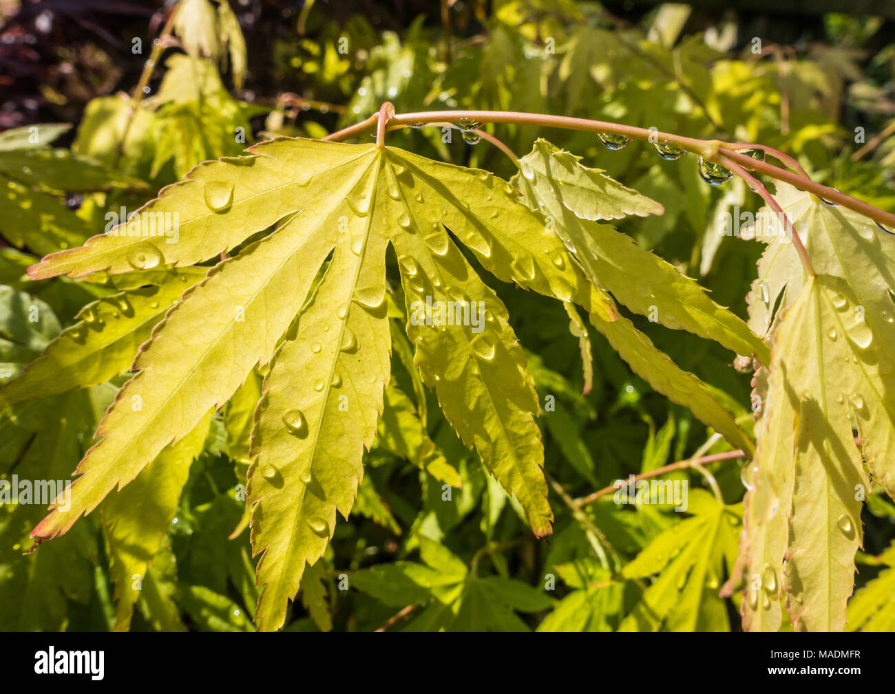 Eine Makroaufnahme eines nassen Acer palmatum Blatt. Stockfoto