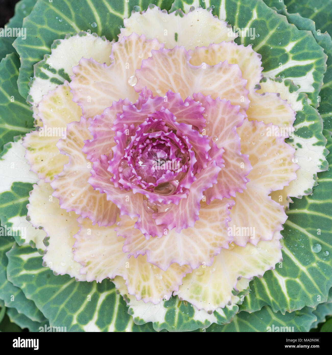 Eine Makroaufnahme eines ornamentalen kale Anlage. Stockfoto