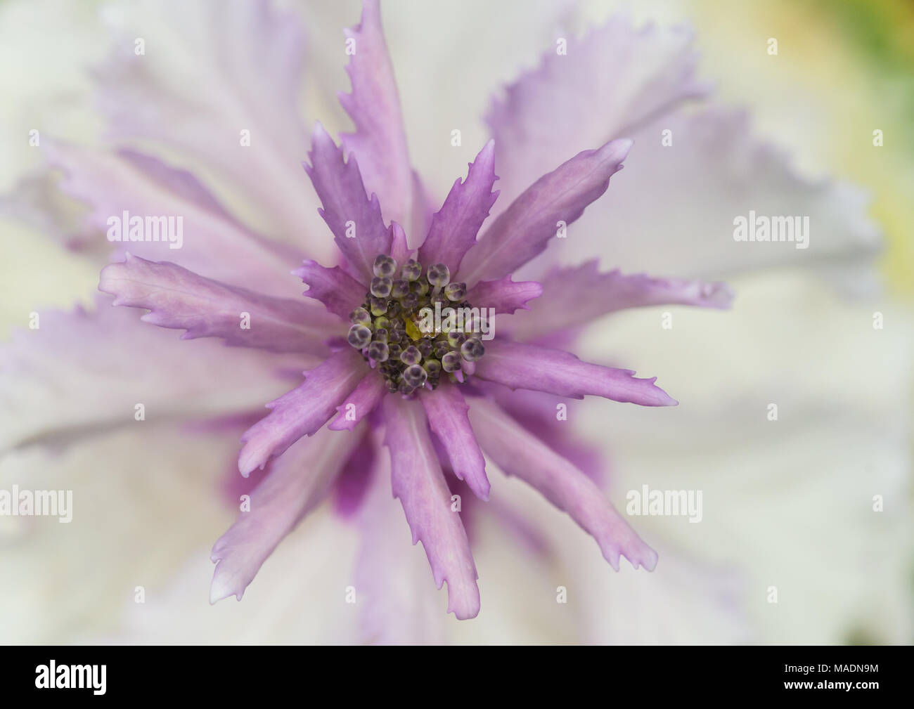 Eine Makroaufnahme der rosa- und Cremefarbenen Blätter von einem dekorativen kale Anlage. Stockfoto