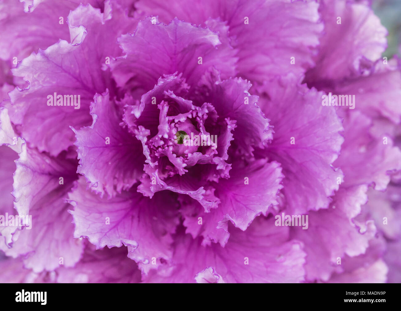 Eine Makroaufnahme der Rosa/Lila Blätter von einem dekorativen kale Anlage. Stockfoto