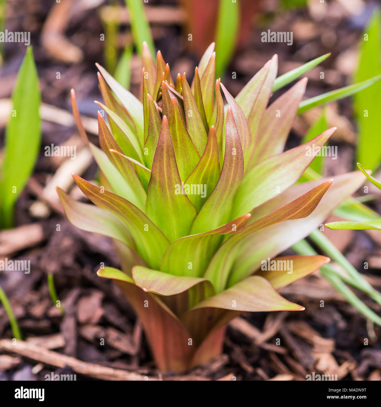 Eine Makroaufnahme einer Kaiserkrone fritillary beginnen zu wachsen. Stockfoto