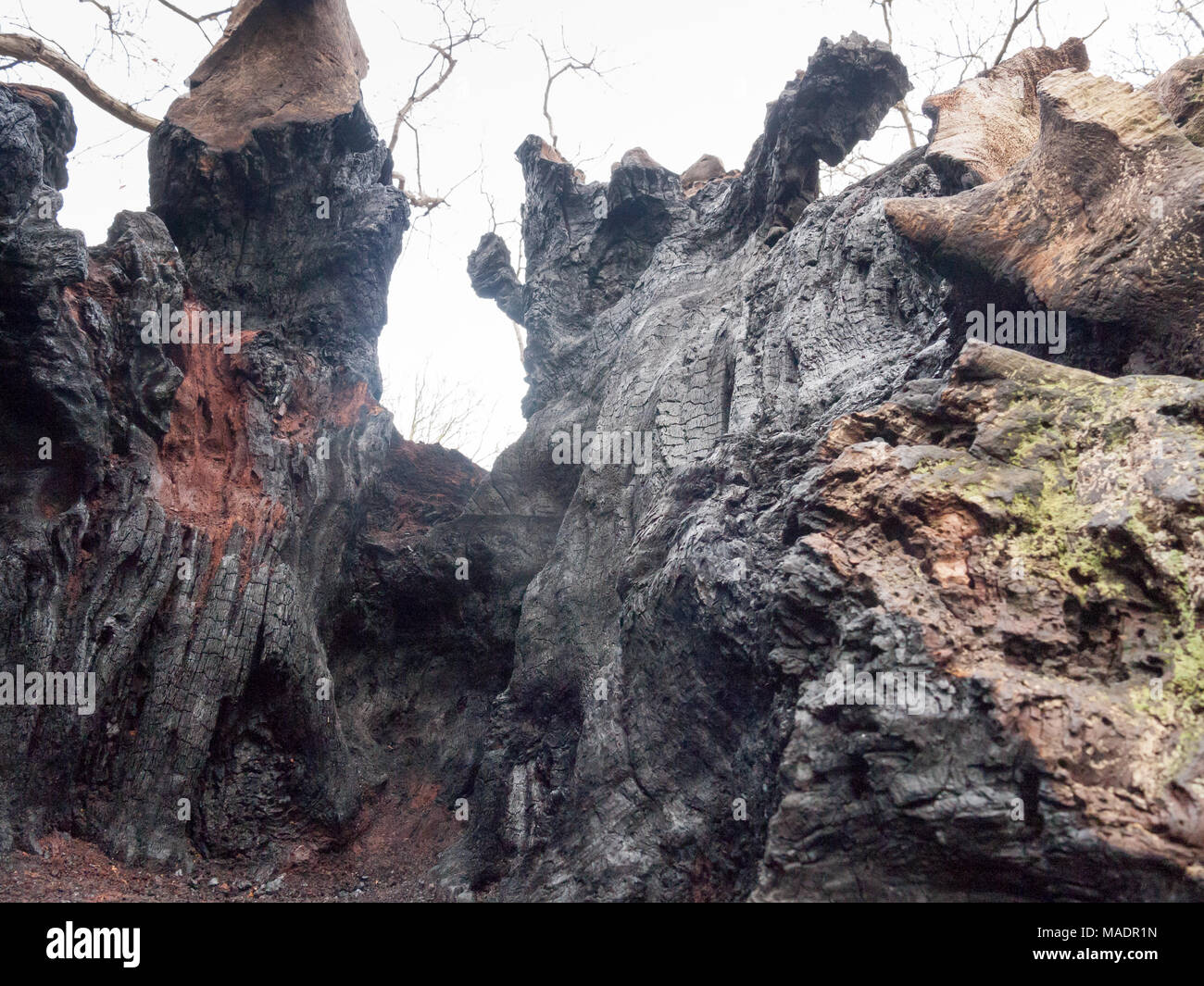 Nahaufnahme innen verbrannte Rinde Holzkohle Textur der Baum nach Brandschäden, Essex, England, Großbritannien Stockfoto