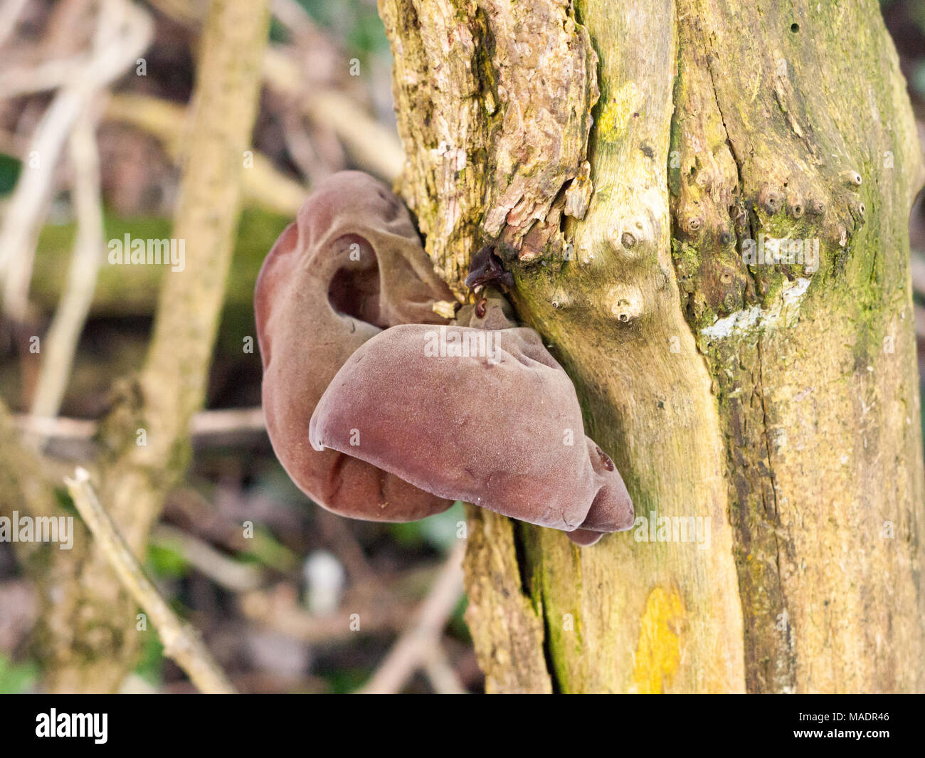 Nahaufnahme der wachsenden Jelly hängenden Jude Ohren baum Elder-Judae Auricularia Aurikel- (Bull.) Wettst. - Jelly Ohr, Pilz, Essex, England, Großbritannien Stockfoto Nahaufnahme der wachsenden Jelly hängenden Jude Ohren baum Elder-Judae Auricularia Aurikel- (Bull.) Wettst. - Jelly Ohr, Pilz, Essex, England, Großbritannien Stockfoto