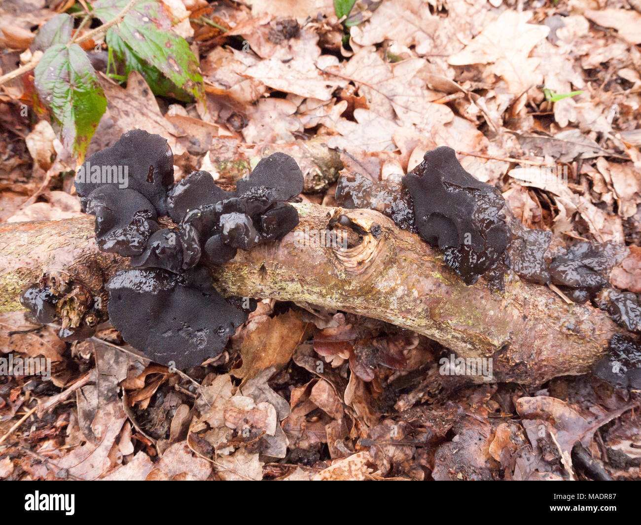 Hexen Butter schwarze Pilze Pilz auf Waldboden, Essex, England anmelden wachsen; uk Stockfoto