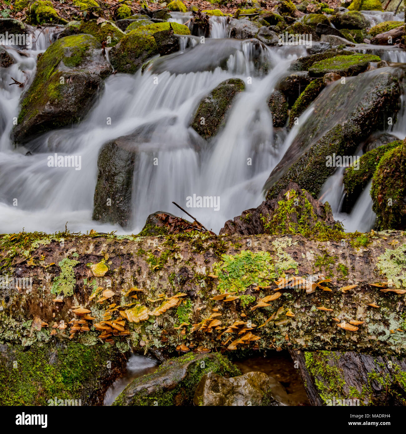 Pilz wächst auf liegendem Baum vor Wasserfall Stockfoto