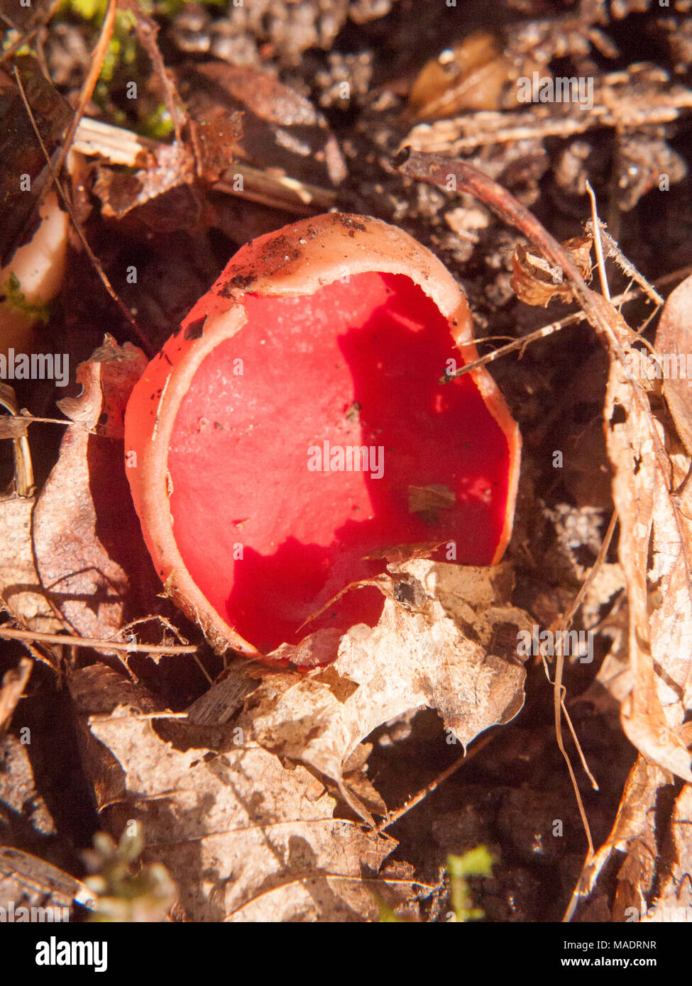 Nahaufnahme der Mushroom Forest Floor scarlet elf Schale rot, Essex, England, Großbritannien Stockfoto