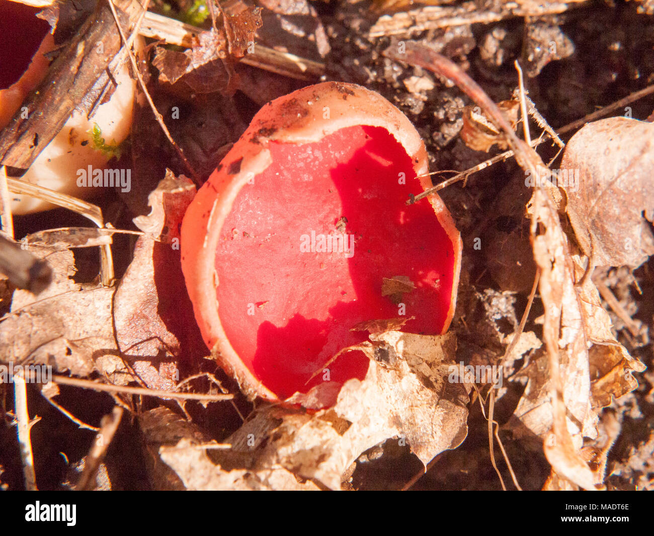 Nahaufnahme der Mushroom Forest Floor scarlet elf Schale rot, Essex, England, Großbritannien Stockfoto